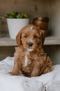 Ruby Judy's Litter
