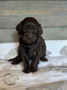 Ravyn and Stanley's Litter 