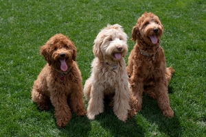 Australian Cobberdogs Breed Photo