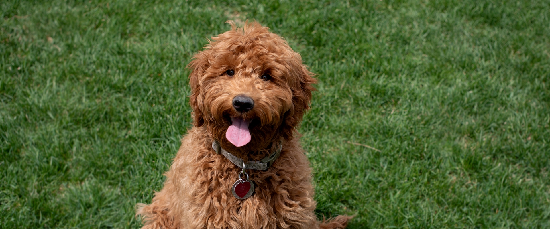 Willow Haven Australian Cobberdogs - Wisconsin Australian Cobberdog Breeder